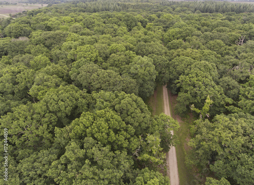 Aerial view of a walking path in the middle of green oak woodland in New Forest, United Kingdom .