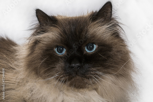 A blue-eyed long-haired cat with white long fluffy mustache and Siamese coloring looks at you.