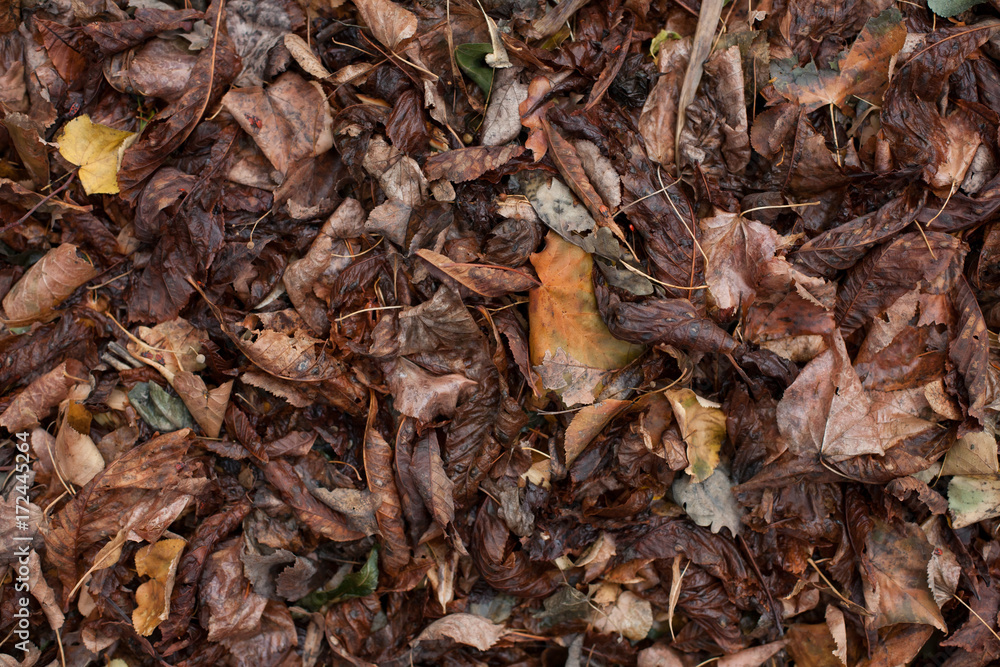 Dry, fallen leaves.