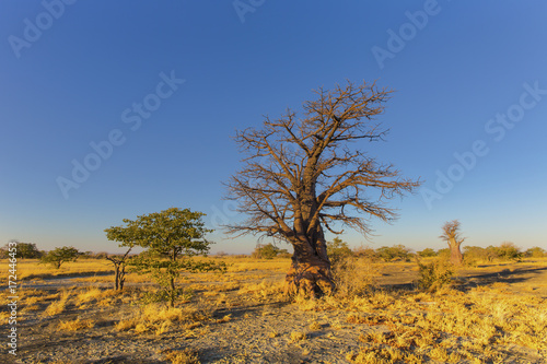 Young baobab tree at Kukonje Island photo