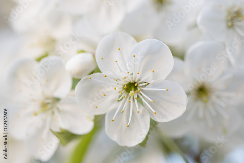 Blossoming of cherry flowers in spring time, natural seasonal floral background. Macro image