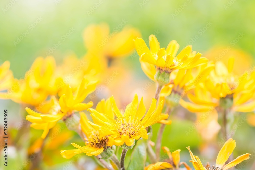 Yellow wildflowers in the field with blurry background Yellow wildflowers in the field with blurry background