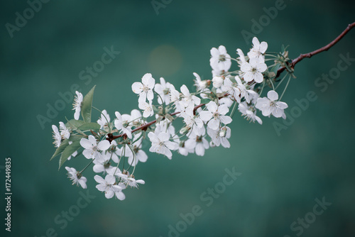 Blossoming of cherry flowers in spring time, natural seasonal floral background