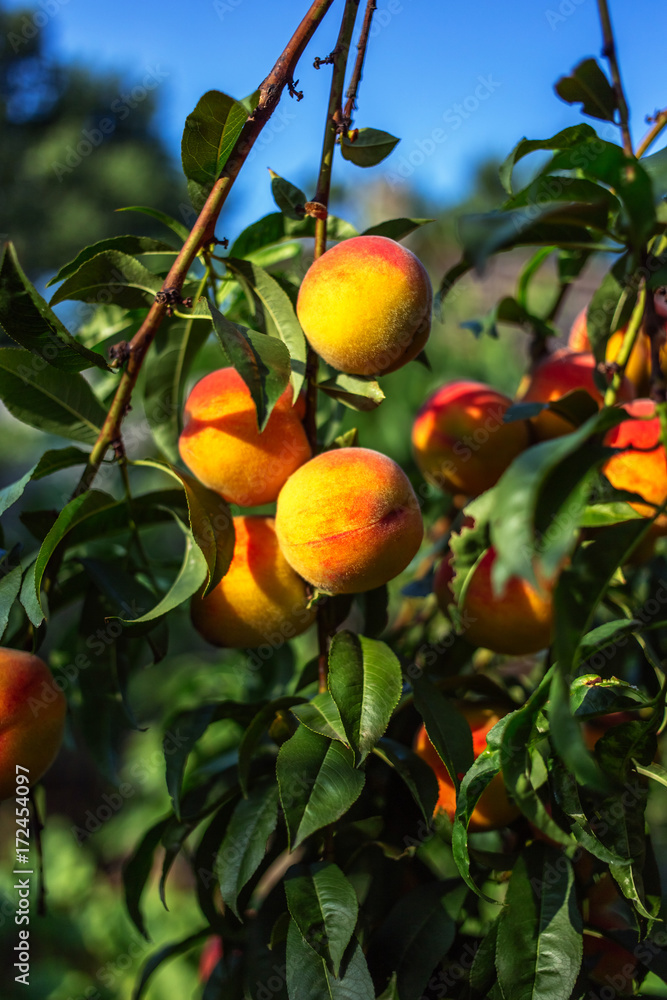 Beautiful ripe peaches on a tree Beautiful ripe peaches on a tree