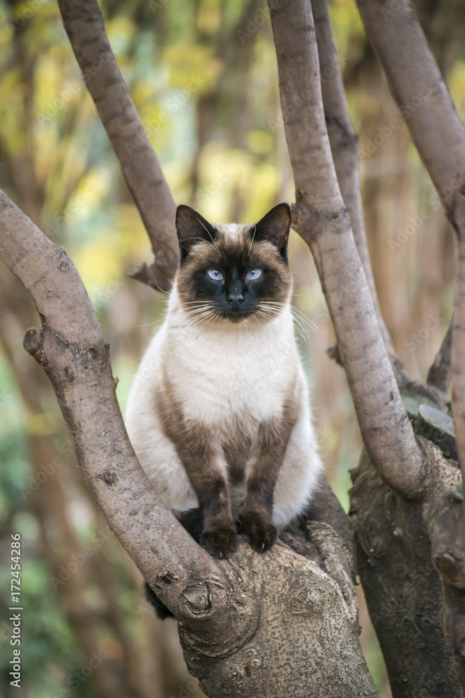 Siamese cat on the tree Siamese cat on the tree