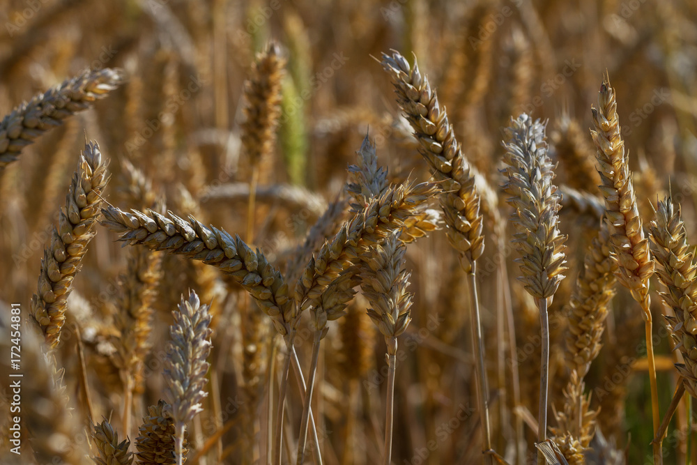 Fototapeta premium Grain wheat growing.