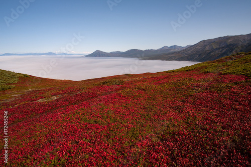 Vegetation is red on the hillside in the autumn. The Koni Peninsula, Magadan region.