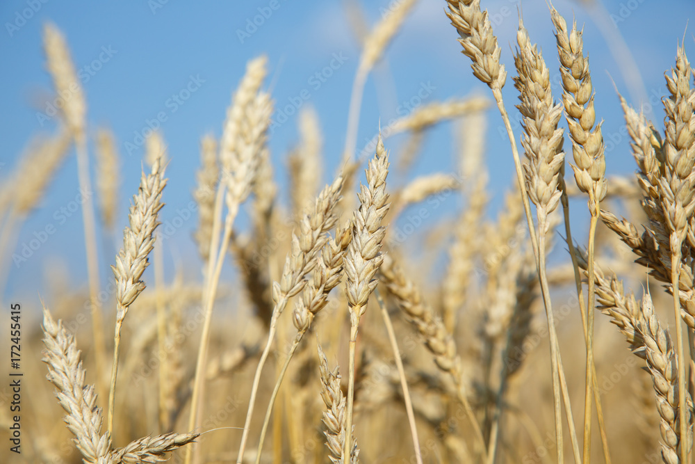 organic golden ripe ears of wheat in field organic golden ripe ears of wheat in field
