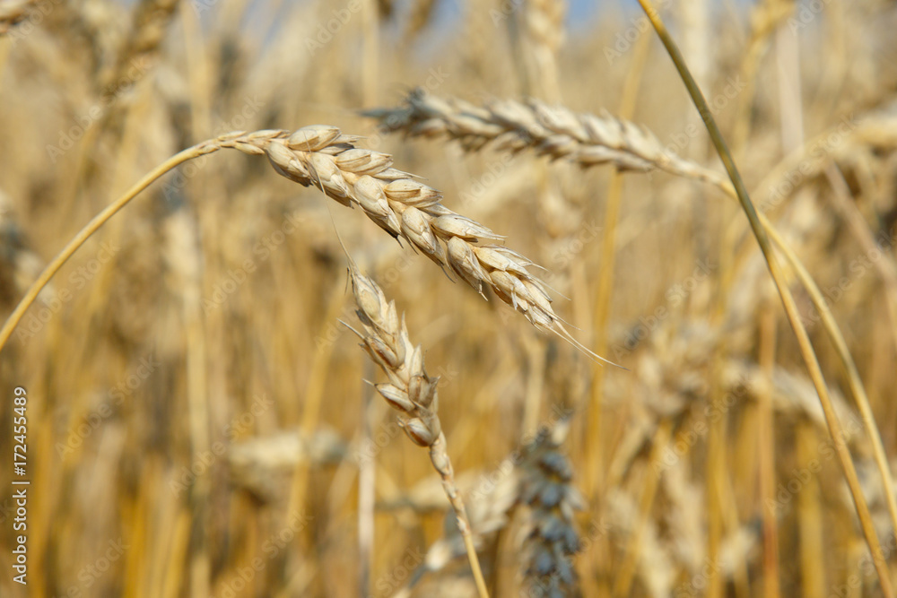 Fototapeta premium organic golden ripe ears of wheat in field