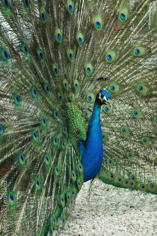 Naklejka premium Pop of color