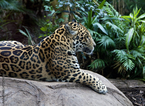 Leopard On Rock