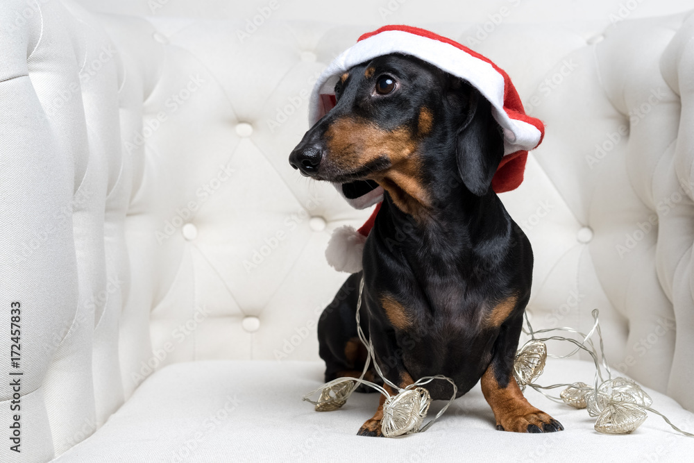Adorable  dog (puppy) dachshund, black and tan, wearing Santa hat and wrapped in a New Year's garland, ready for Christmas, sits in a white armchair.