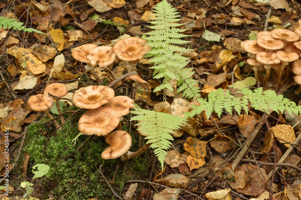 Mushrooms in the forest close-up. Autumn. Mushroom picking time Mushrooms in the forest close-up. Autumn. Mushroom picking time