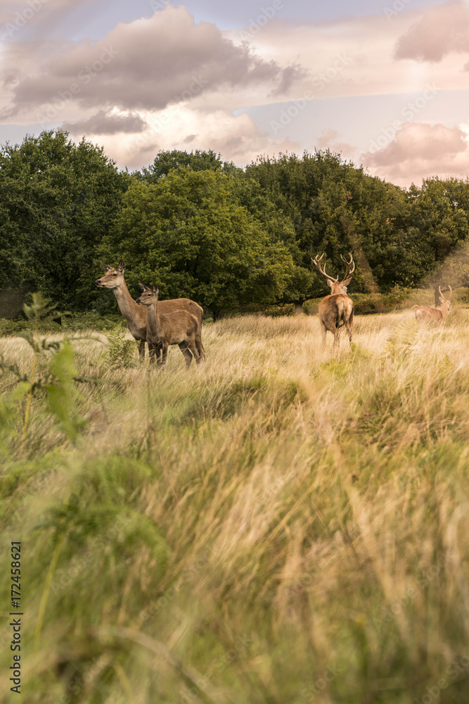Fototapeta premium Little Deer Family