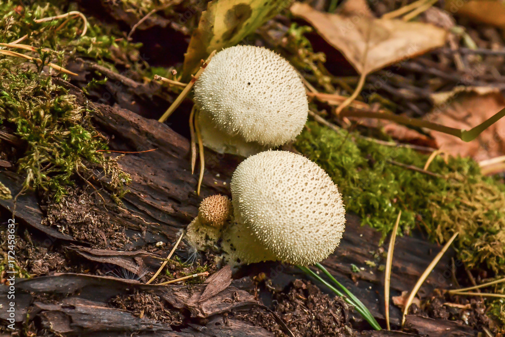 Edible mushrooms Common Puffball, Lycoperdon perlite, macro Edible mushrooms Common Puffball, Lycoperdon perlite, macro