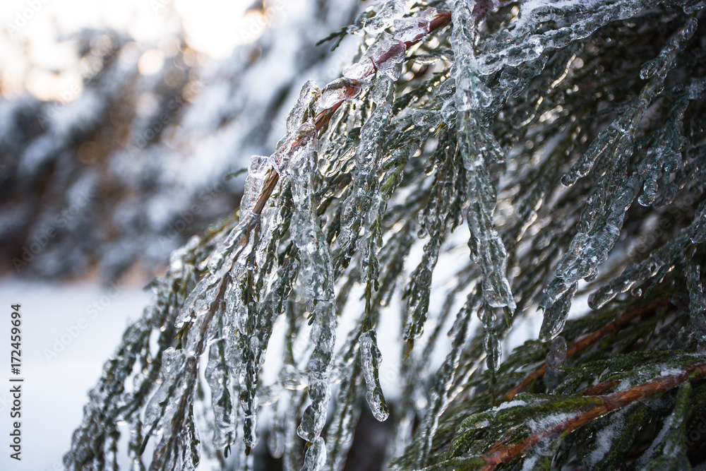 branches of spruce covered with ice after icerain branches of spruce covered with ice after icerain