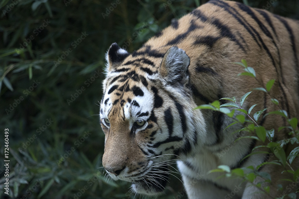Obraz premium il ruggito della tigre