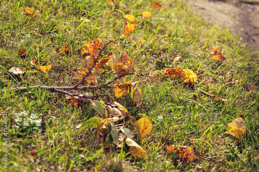Fallen yellow leaves lie on the green grass along with a branch Fallen yellow leaves lie on the green grass along with a branch