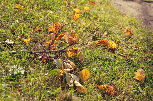 Fallen yellow leaves lie on the green grass along with a branch