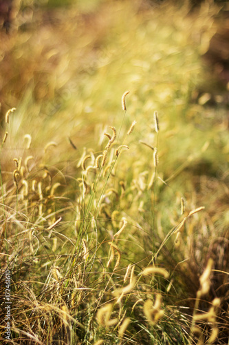 Dry grass with selective focus, background, vertical.