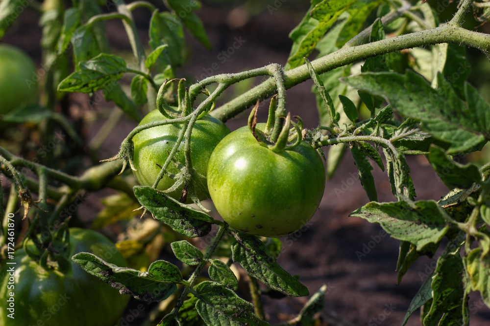 Green tomatoes. Agriculture concept