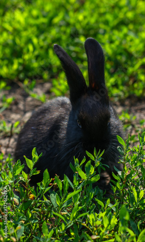 Black rabbit in green grass photo