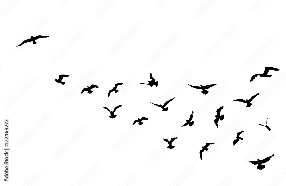 Fototapeta premium Stado ptaków latające na tle błękitnego nieba. Dzika przyroda.