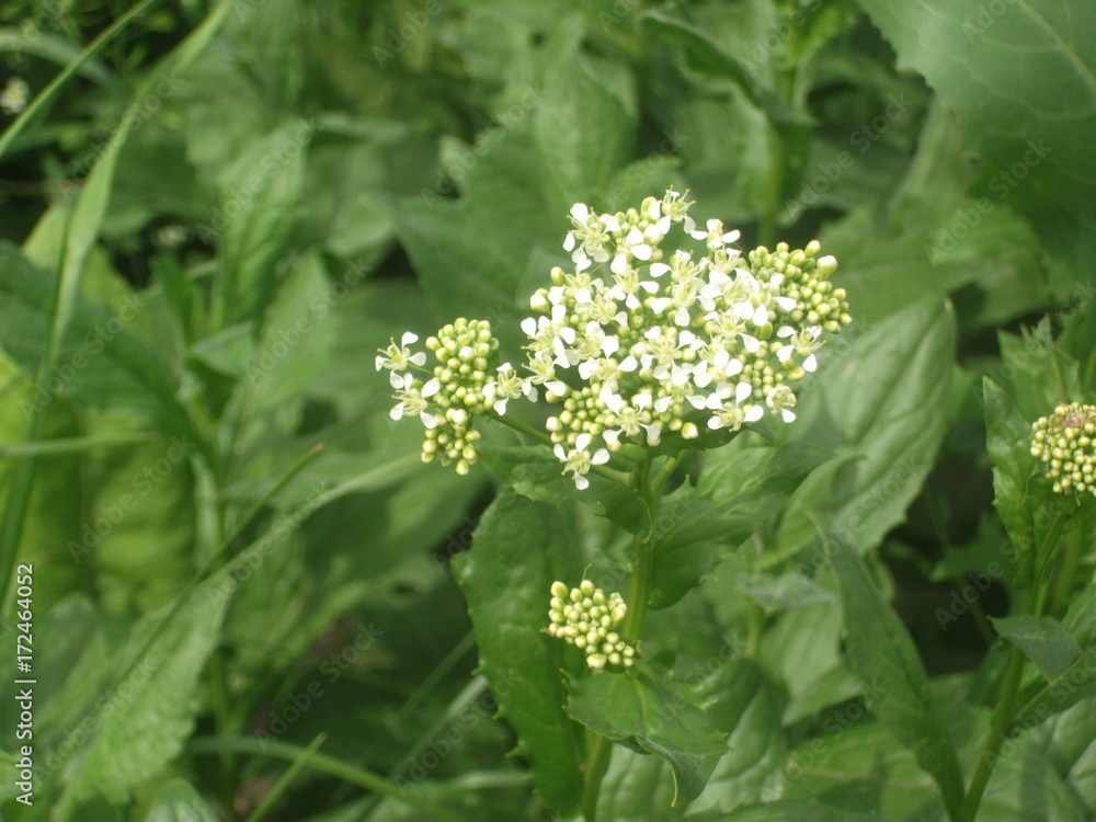 A small flower A small flower