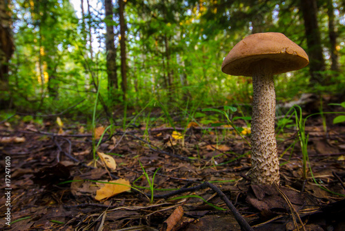 mushroom in autumn forest