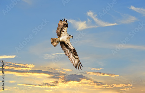 Osprey soaring above a sunst photo