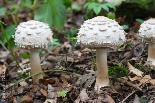 Group of white mushrooms growing in forest, potentially poisonous fungus Shaggy parasol (Chlorophyllum rhacodes), late summer, Europe