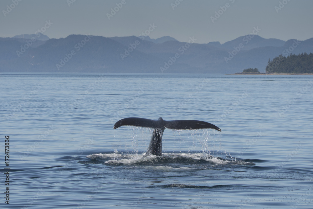 Fototapeta premium Humpback Whale Fluke VI