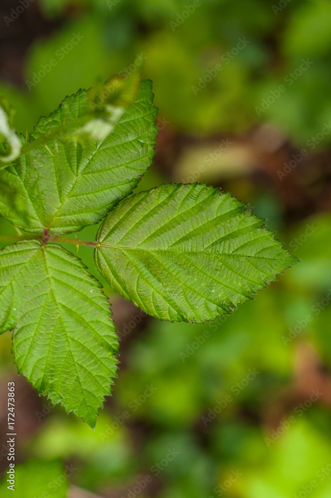 green leaf green leaf