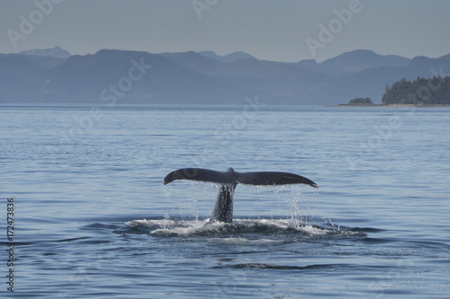 Humpback Whale Fluke VI