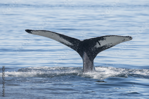 Humpback Whale Fluke II