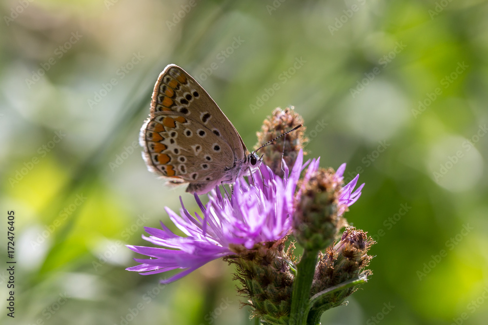 Obraz premium farfalla su fiore lilla 