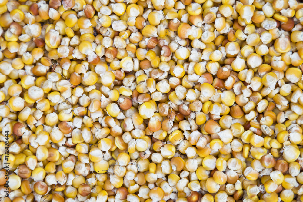 Corn grains background. Dried corn as a background. Top view Corn grains background. Dried corn as a background. Top view