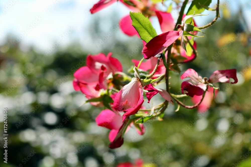 Obraz premium Rosa autunno