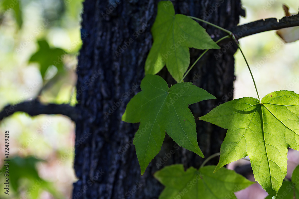 autunno autunno