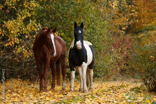 Fototapeta Naklejka Na Ścianę i Meble -  Bunte Pferde im Herbstaub