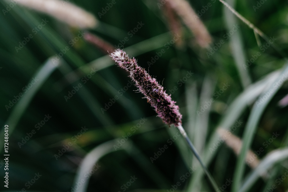 Fototapeta premium autumn plant in thr garden close up