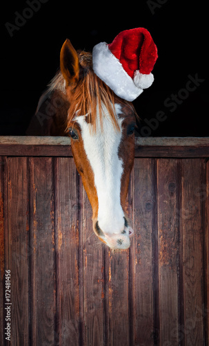 Horse with Santa hat