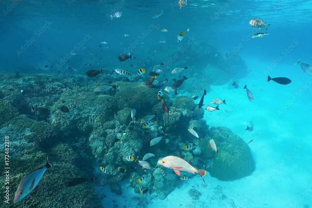 French Polynesia a shoal of tropical fishes with corals underwater in the lagoon of Rangiroa, Tuamotus, Pacific ocean French Polynesia a shoal of tropical fishes with corals underwater in the lagoon of Rangiroa, Tuamotus, Pacific ocean