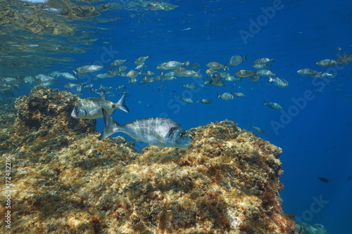 Fishes of the Mediterranean sea underwater in the marine reserve of Cerbere Banyuls  Vermilion coast  Pyrenees-Orientales  Roussillon  France