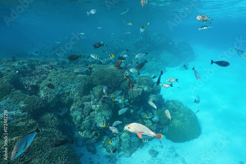 Fototapeta Naklejka Na Ścianę i Meble -  French Polynesia a shoal of tropical fishes with corals underwater in the lagoon of Rangiroa, Tuamotus, Pacific ocean