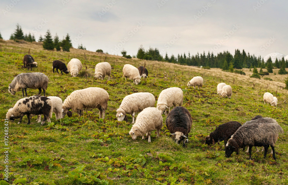 Obraz premium Herd of sheep graze on green pasture in the mountains. Young white and brown sheep graze on the farm.