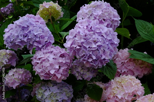 Hydrangea