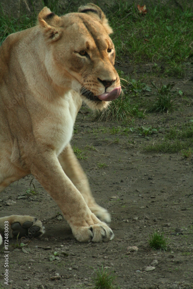 Lions, King of the Jungle