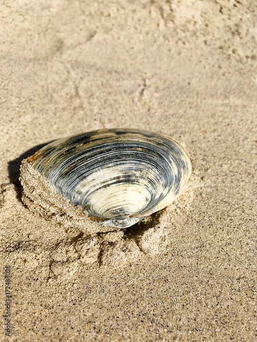Seashell in the sea.