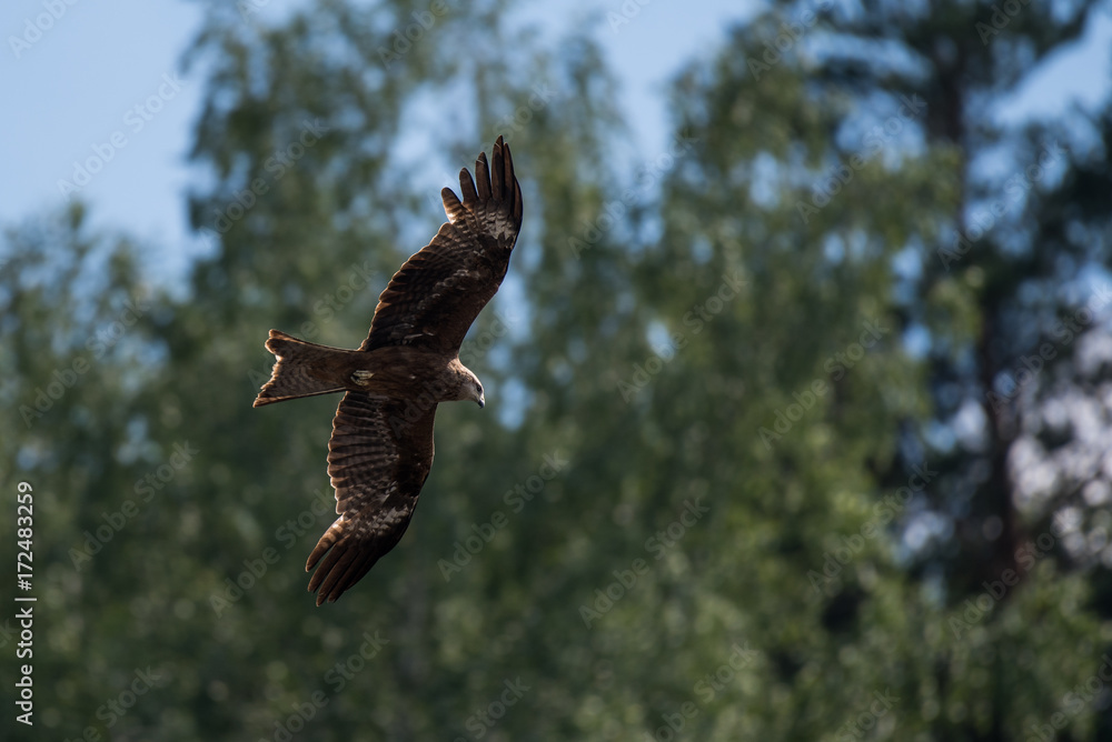 Brown kite flying against green forest Brown kite flying against green forest